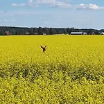 Levomaeki Farm Фермерский дом Ypaja
