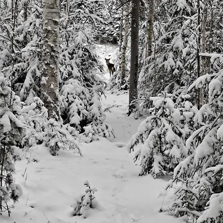 Levomaeki Farm Ypaja