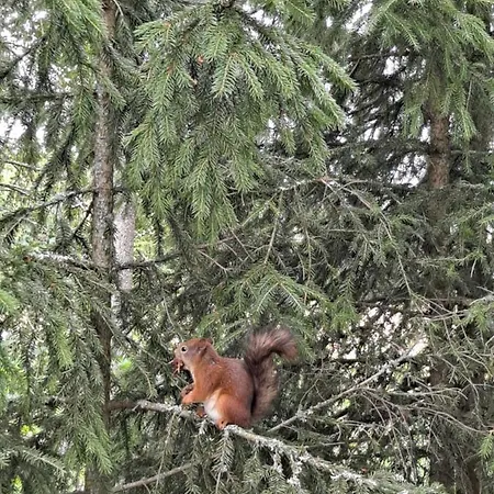 Levomaeki Farm * Ypaja