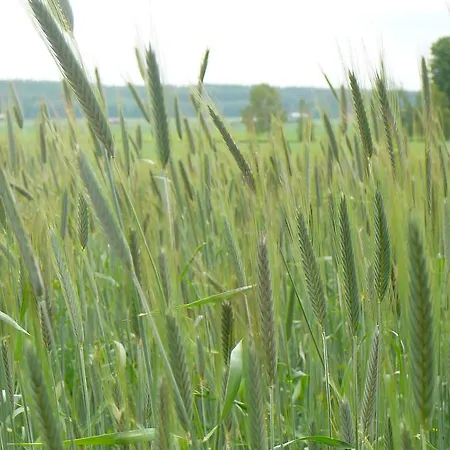 Levomaeki Farm